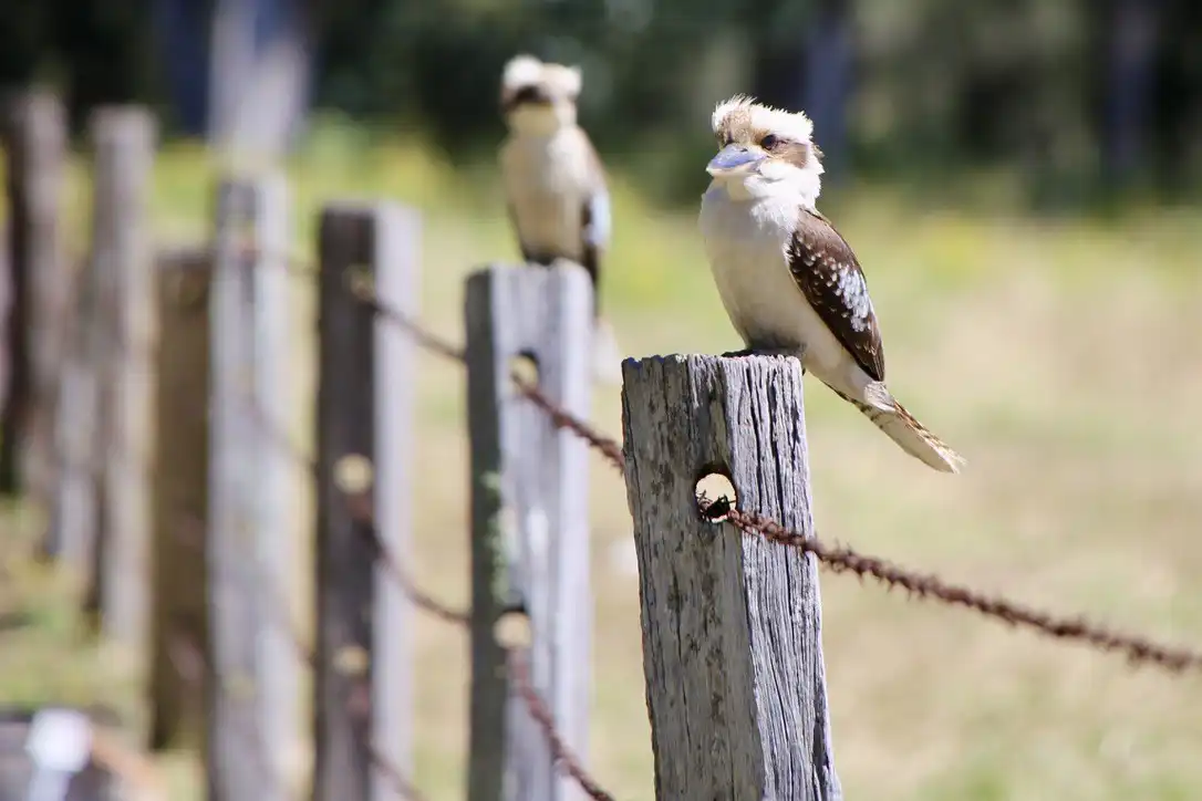 Kookaburra on a fence photo by CB